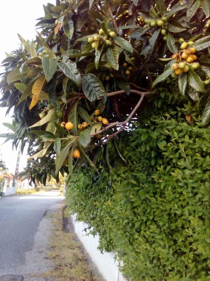 Casa Da Nespereira- Lugar Acolhedor Rodeado De Natureza Soure ภายนอก รูปภาพ